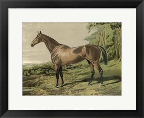 Framed Cassell&#39;s Horse IV Print