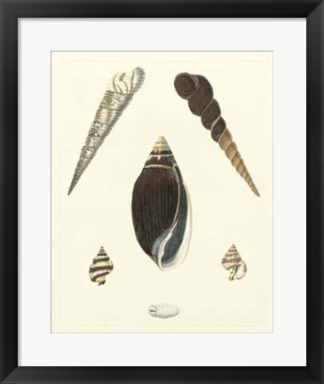 Framed Knorr Shells VI Print