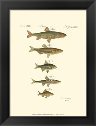 Framed Fish Anthology I Print