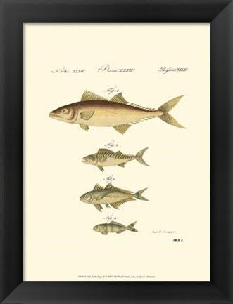 Framed Fish Anthology II Print