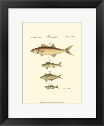 Framed Fish Anthology II Print