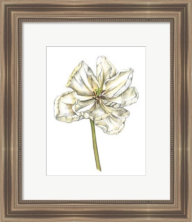 Framed Tulip Beauty II Print