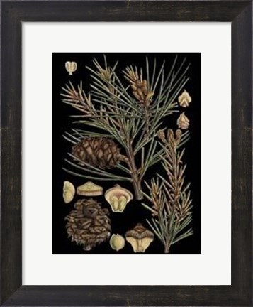 Framed Small Dramatic Conifers II Print