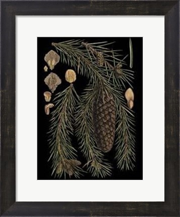 Framed Small Dramatic Conifers III Print