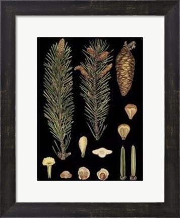 Framed Small Dramatic Conifers IV Print