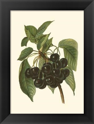 Framed Black Cherries Print