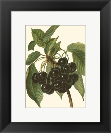 Framed Black Cherries Print