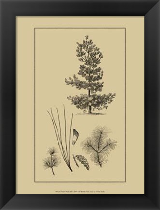 Framed Arbor Study III Print