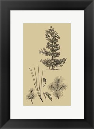 Framed Arbor Study III Print