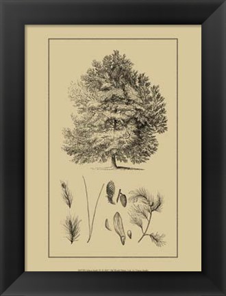 Framed Arbor Study IV Print