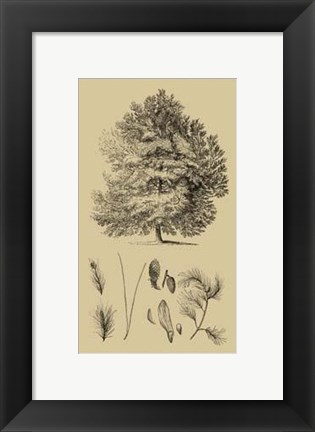 Framed Arbor Study IV Print