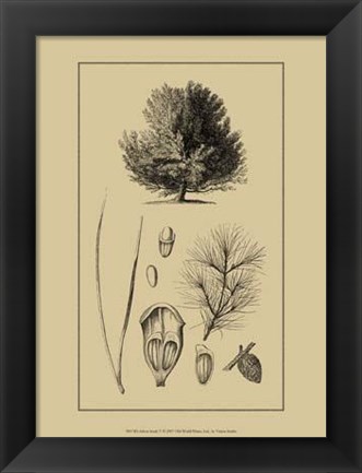 Framed Arbor Study V Print