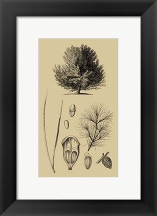 Framed Arbor Study V Print