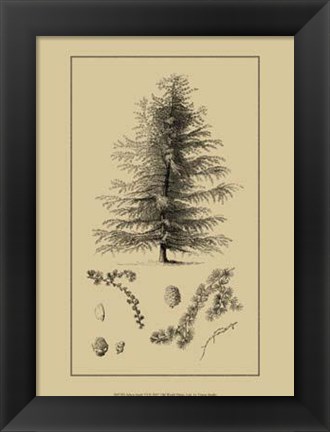 Framed Arbor Study VI Print