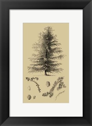 Framed Arbor Study VI Print