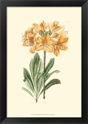 Framed Golden Beauty II Print