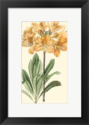 Framed Golden Beauty II Print