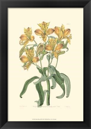 Framed Golden Beauty III Print