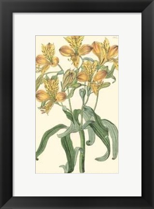 Framed Golden Beauty III Print