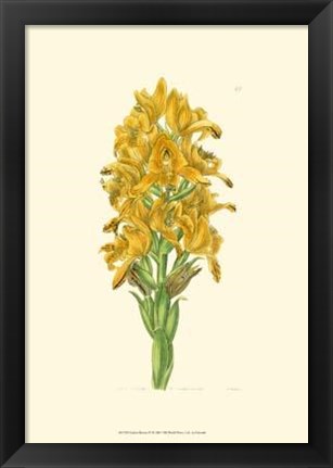 Framed Golden Beauty IV Print