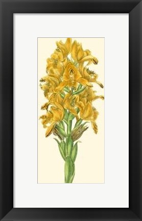 Framed Golden Beauty IV Print