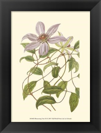 Framed Blossoming Vine III Print