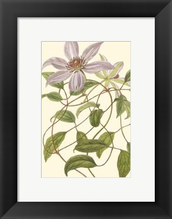 Framed Blossoming Vine III Print