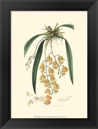 Framed Elegant Orchid I Print