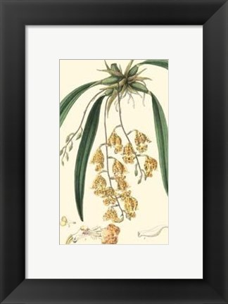 Framed Elegant Orchid I Print