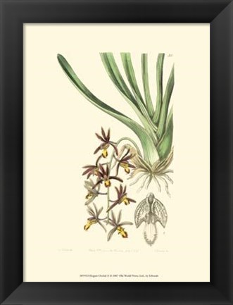 Framed Elegant Orchid II Print