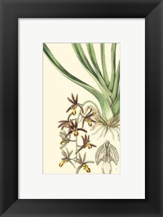 Framed Elegant Orchid II Print