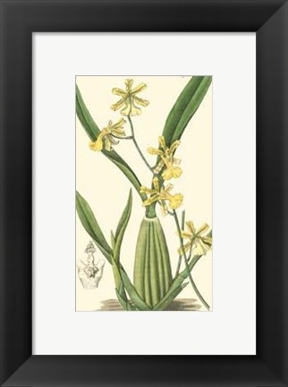 Framed Elegant Orchid III Print