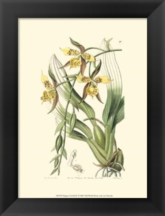 Framed Elegant Orchid IV Print