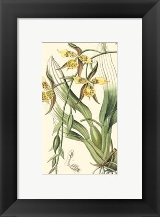 Framed Elegant Orchid IV Print