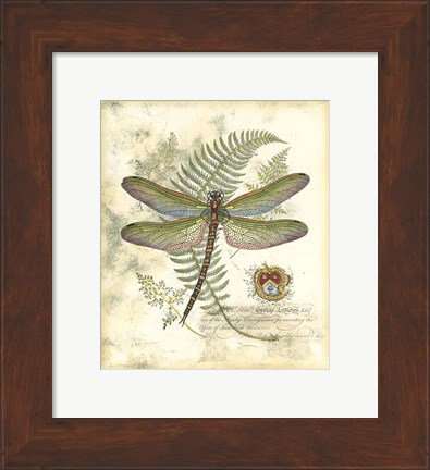 Framed Mini Regal Dragonfly I Print