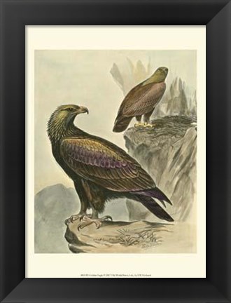 Framed Golden Eagle Print