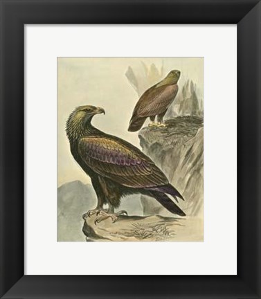 Framed Golden Eagle Print