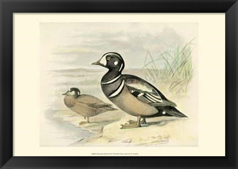 Framed Harlequin Duck Print