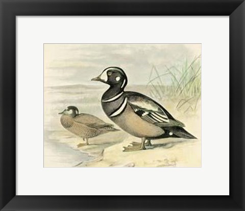 Framed Harlequin Duck Print