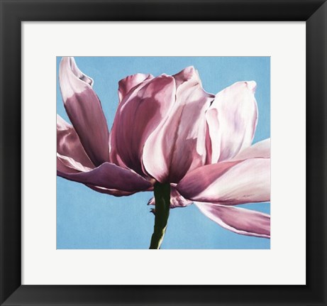 Framed Magnolia In A Cloudless Sky Print