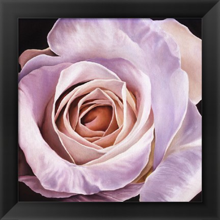 Framed White Rose At Dusk Print