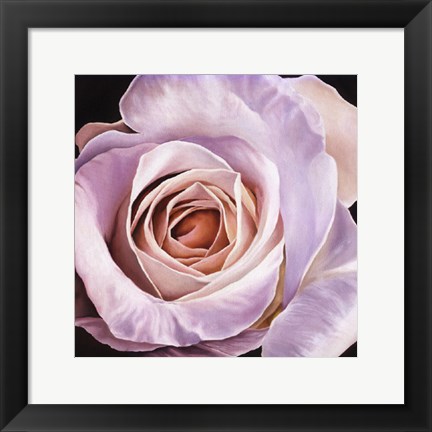 Framed White Rose At Dusk Print