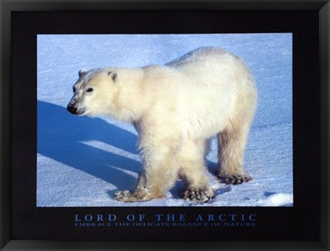 Framed Lord Of The Arctic Print