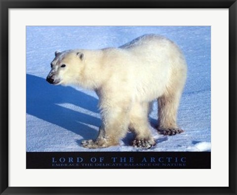 Framed Lord Of The Arctic Print