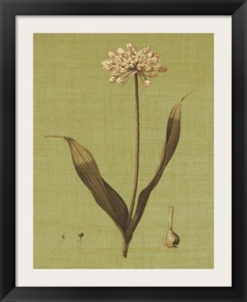 Framed Botanica Verde III Print