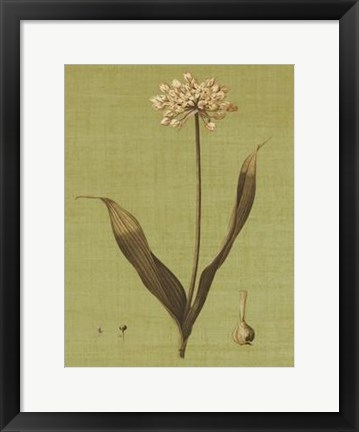 Framed Botanica Verde III Print