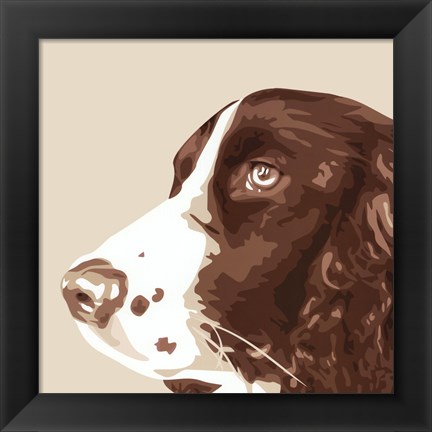 Framed Springer Spaniel Print