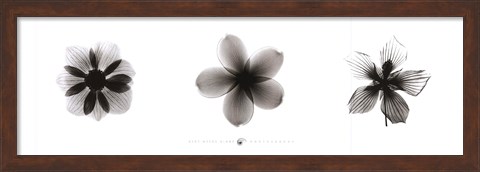 Framed X-Ray Frangipani Triptych Print