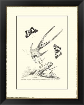 Framed B&amp;W Longtailed Hummingbird Print