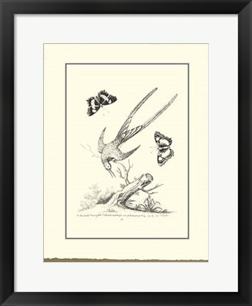 Framed B&amp;W Longtailed Hummingbird Print